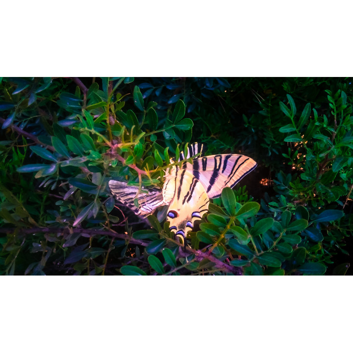 Off-grid Rewilding Sanctuary